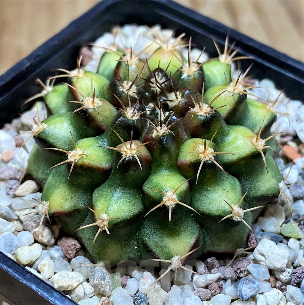 SH8832 Gymnocalycium mihanovichii 'Nepali Art'
