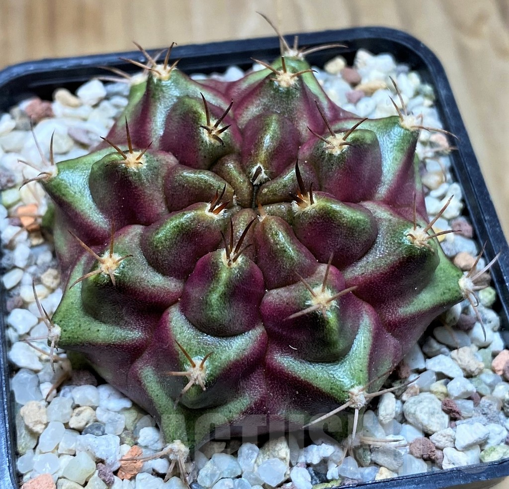 SH8833 Gymnocalycium mihanovichii 'Purple Nebula'