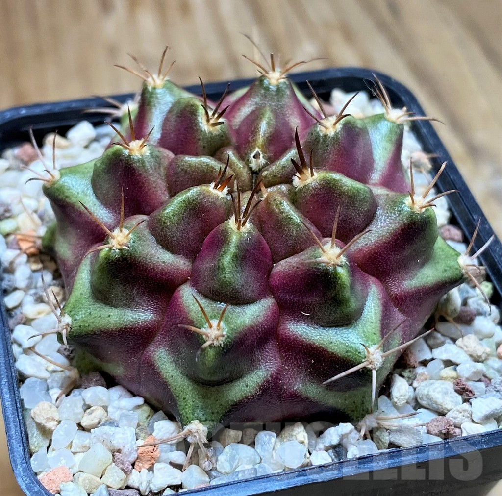 SH8833 Gymnocalycium mihanovichii 'Purple Nebula' - Image 2