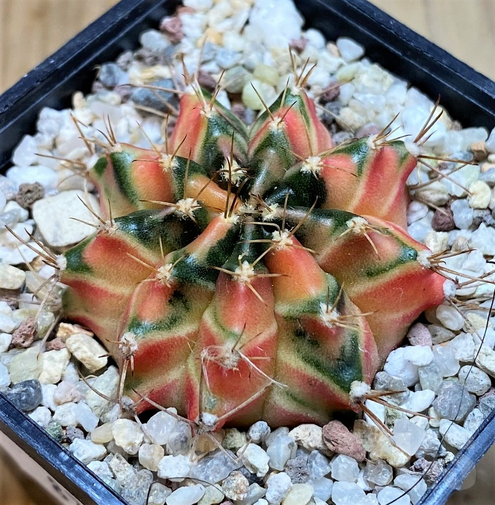 SH8835 Gymnocalycium mihanovichii 'Hawaii'