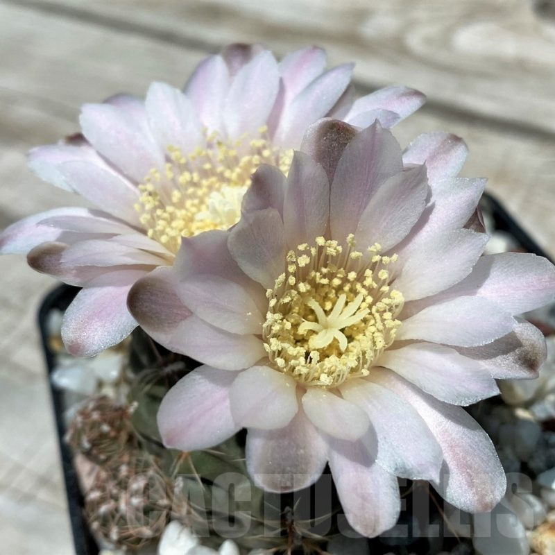 SH8820 Gymnocalycium bruchii v. brigittae LB987