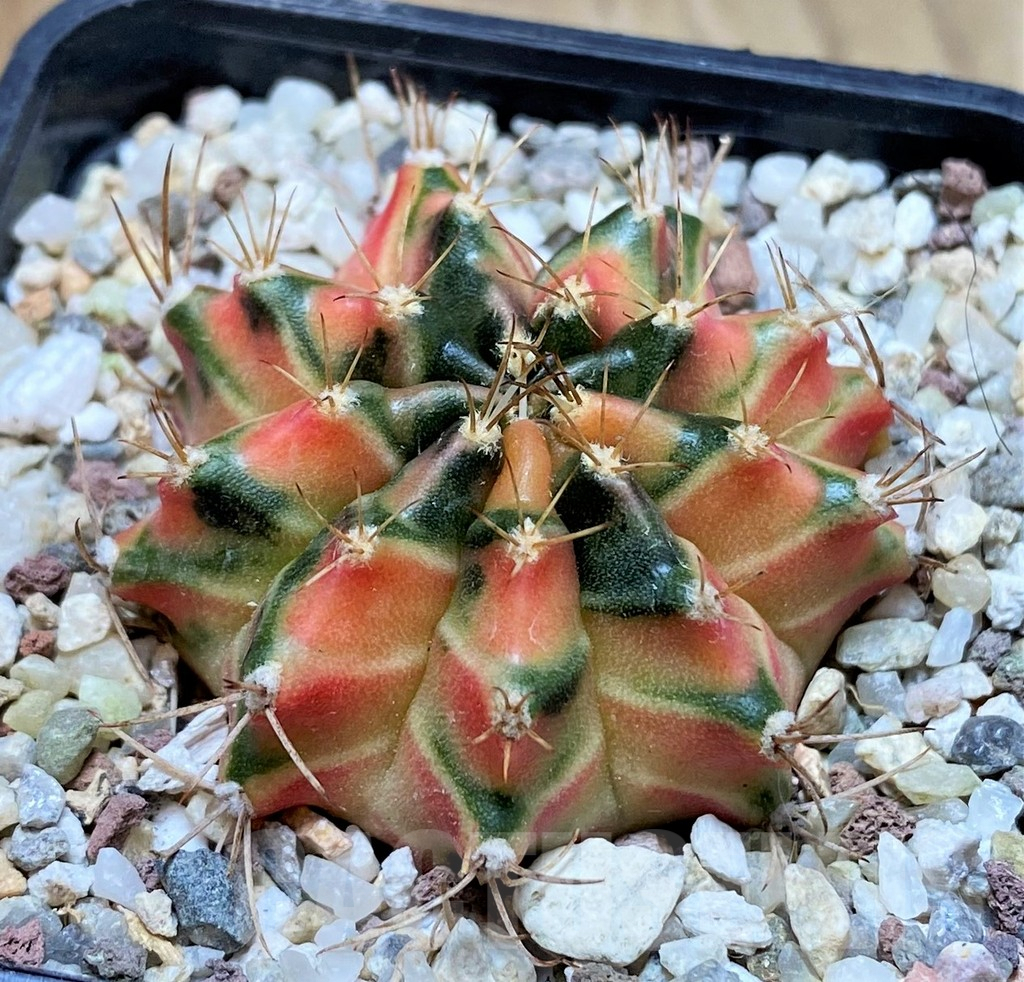 SH8835 Gymnocalycium mihanovichii 'Hawaii' - Image 2