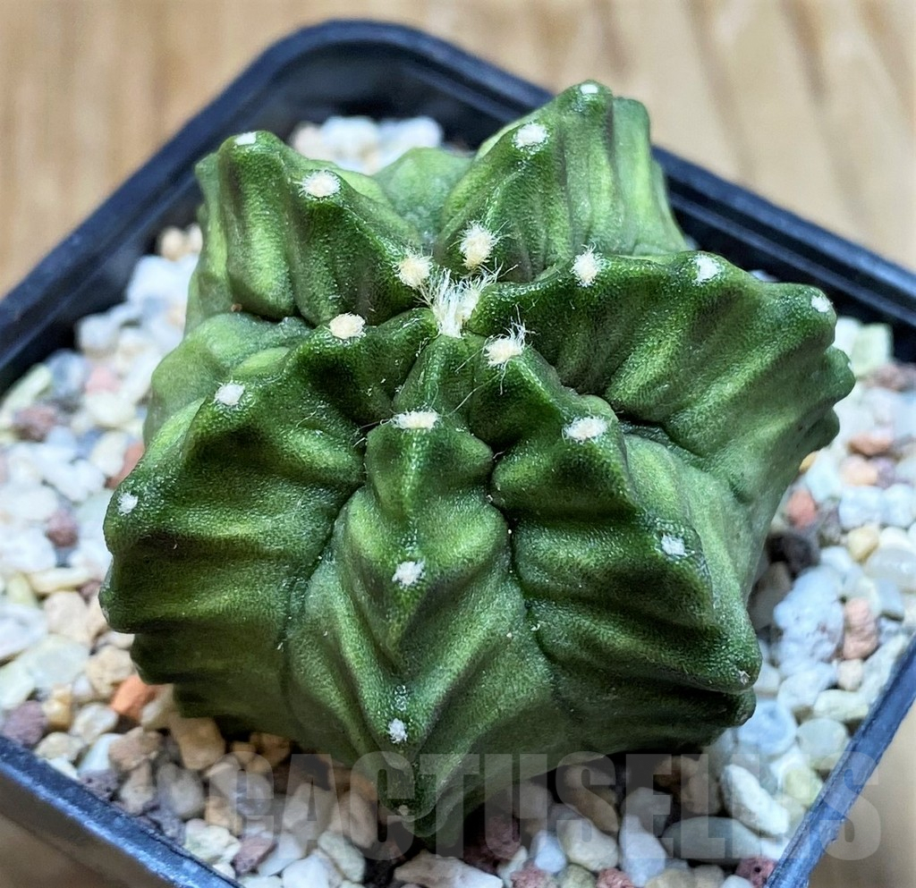 SH8836 Gymnocalycium mihanovichii 'Japan'