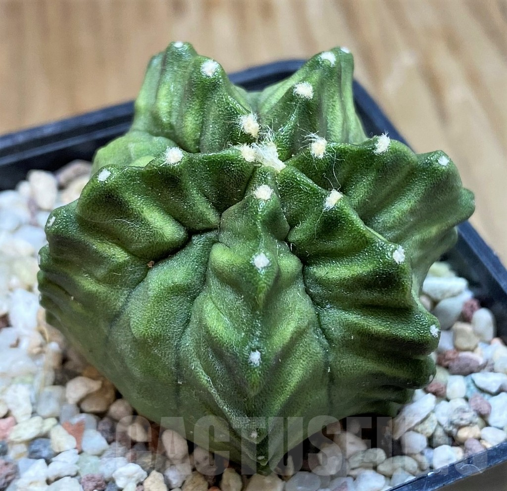 SH8836 Gymnocalycium mihanovichii 'Japan' - Image 2