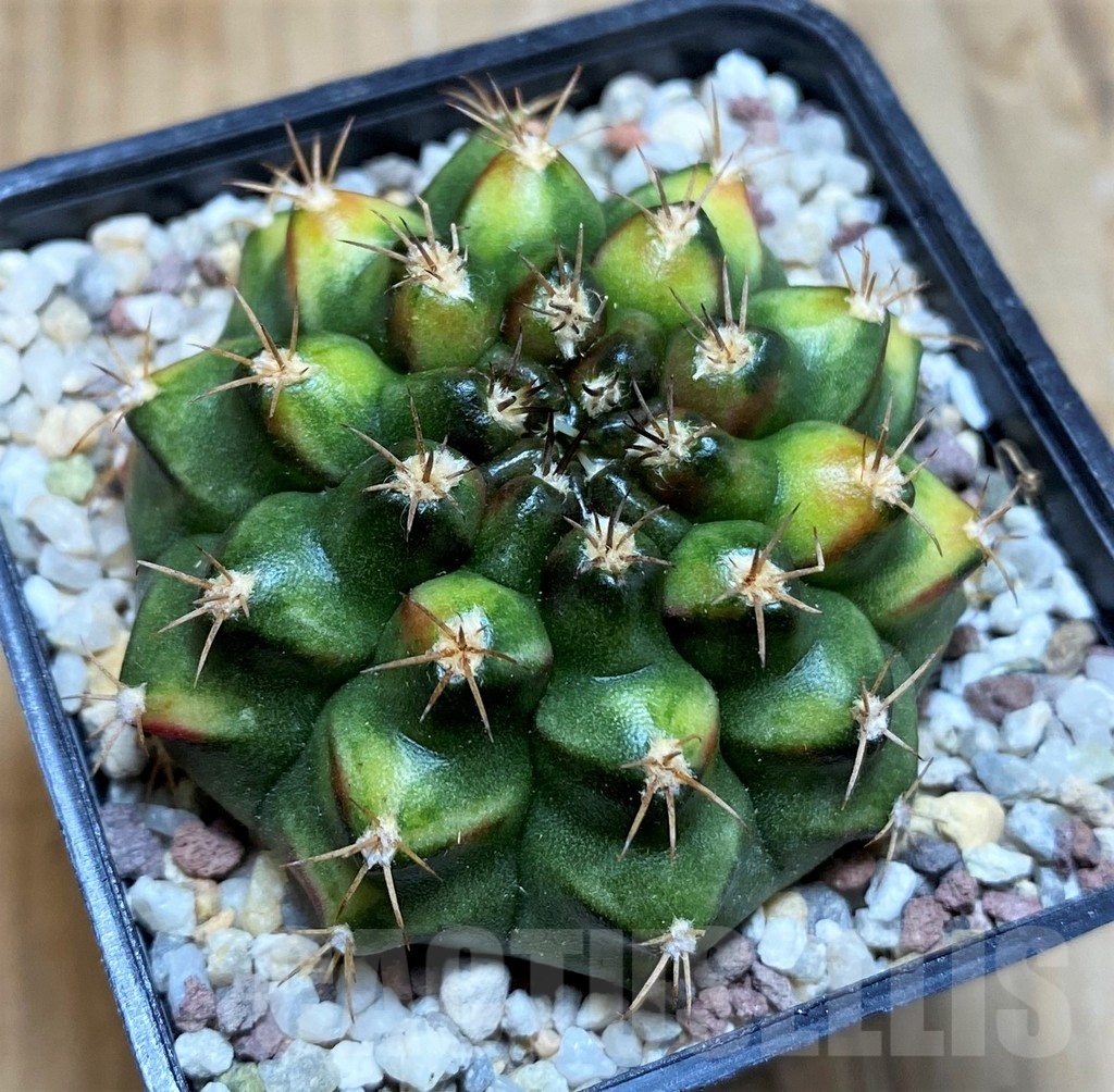 SH8837 Gymnocalycium mihanovichii ‘Nepali Art’ - Image 2