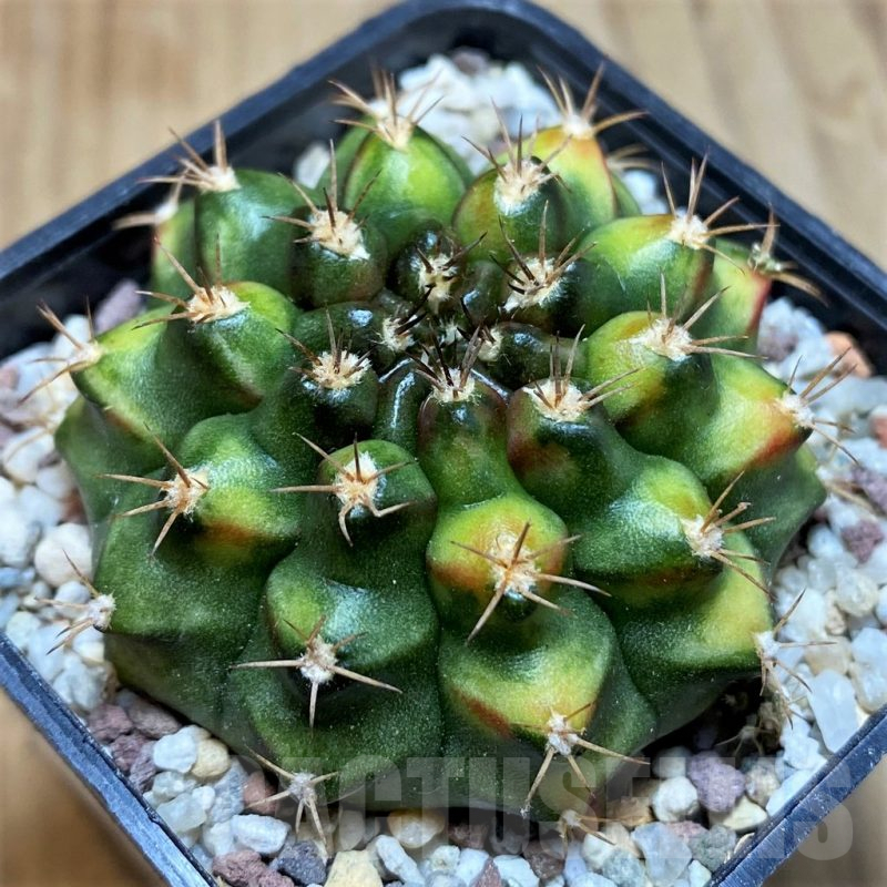 SH8837 Gymnocalycium mihanovichii ‘Nepali Art’