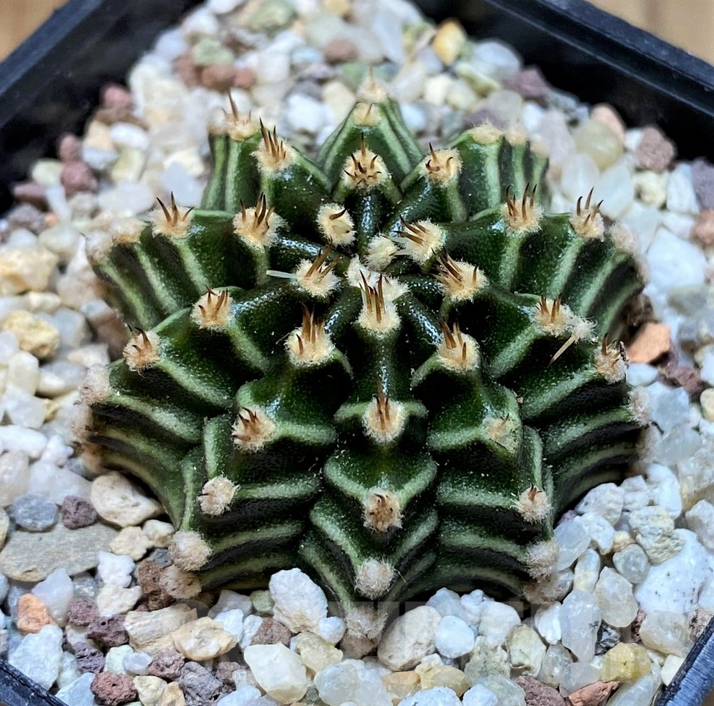 SH8841 Gymnocalycium mihanovichii ‘Tinkorbell' - Image 2