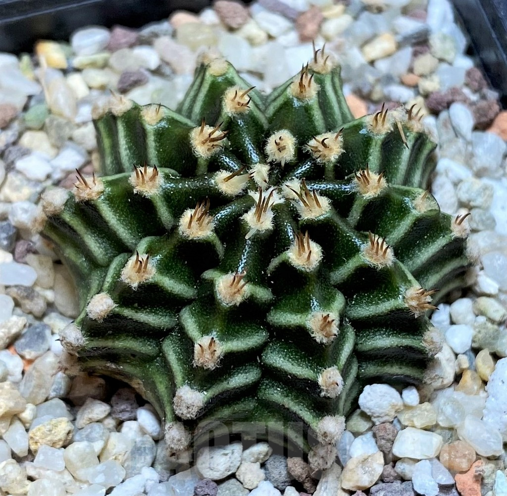 SH8841 Gymnocalycium mihanovichii ‘Tinkorbell'