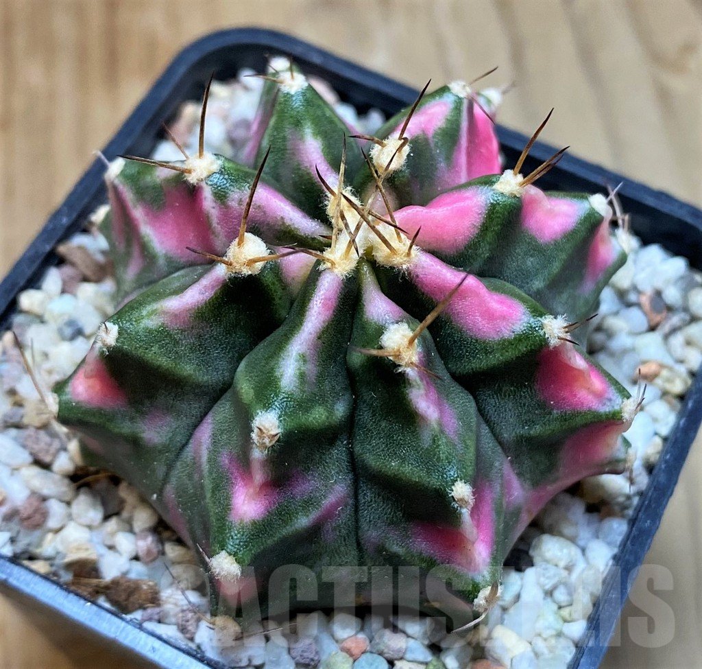 SH8843 Gymnocalycium mihanovichii ‘Pink Diamond'