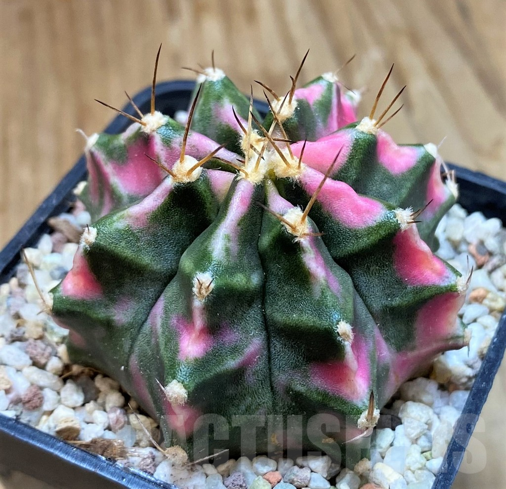 SH8843 Gymnocalycium mihanovichii ‘Pink Diamond' - immagine 2