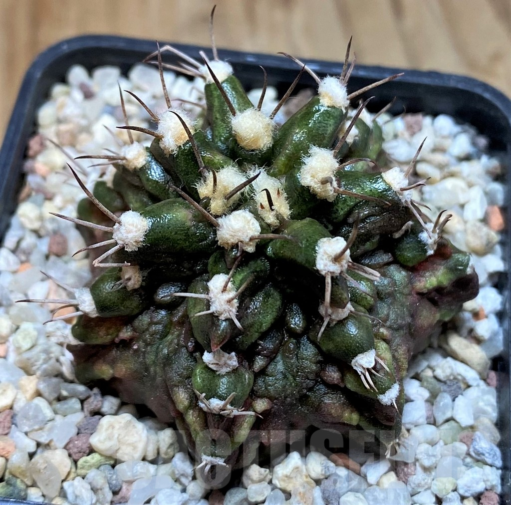 SH8845 Gymnocalycium mihanovichii T-Rex - Image 2