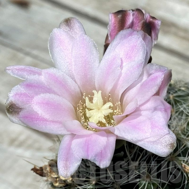 SH8821 Gymnocalycium bruchii v. albispinum, old 12 years