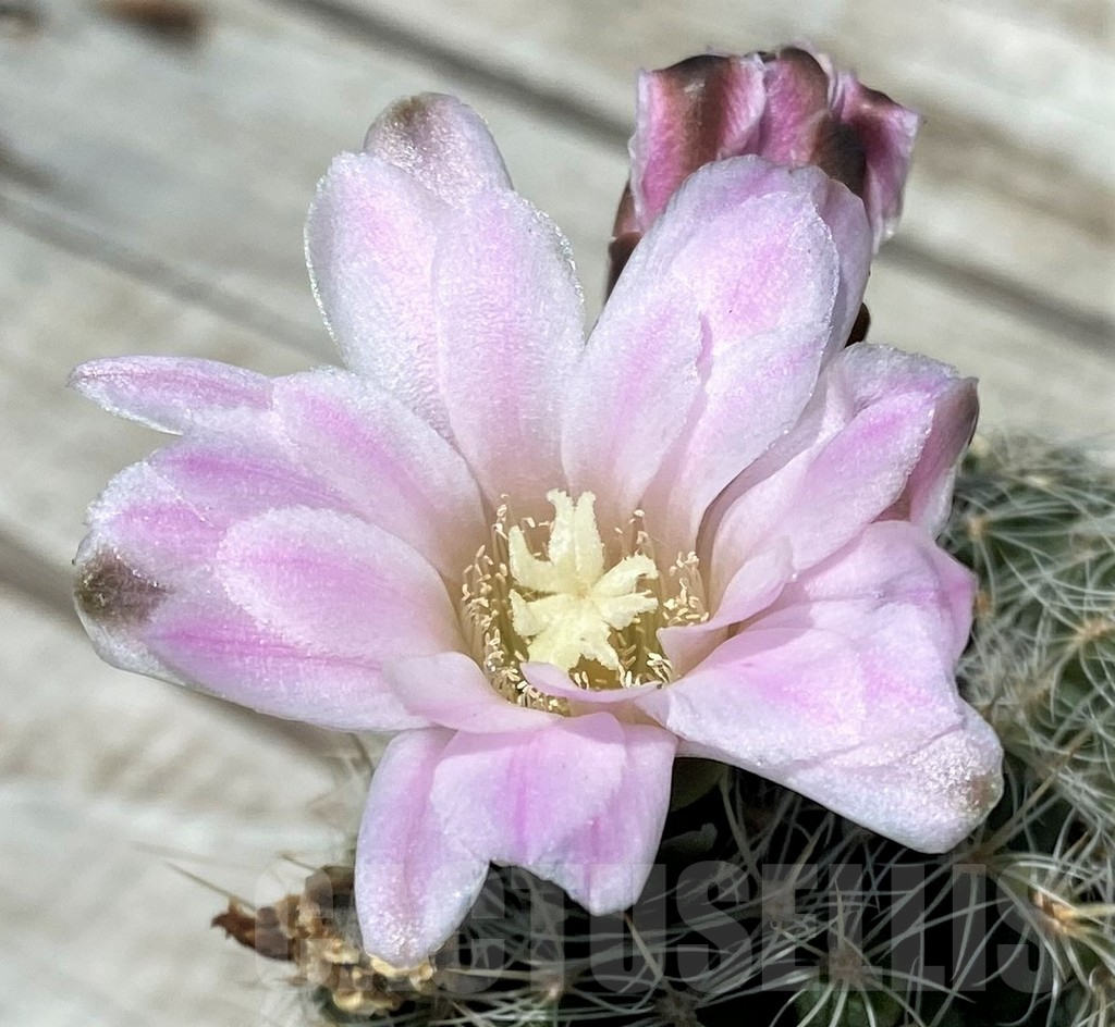 SH8821 Gymnocalycium bruchii v. albispinum, old 12 years