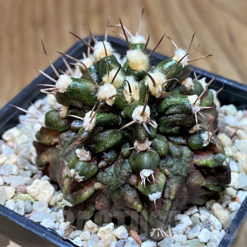 SH8845 Gymnocalycium mihanovichii T-Rex