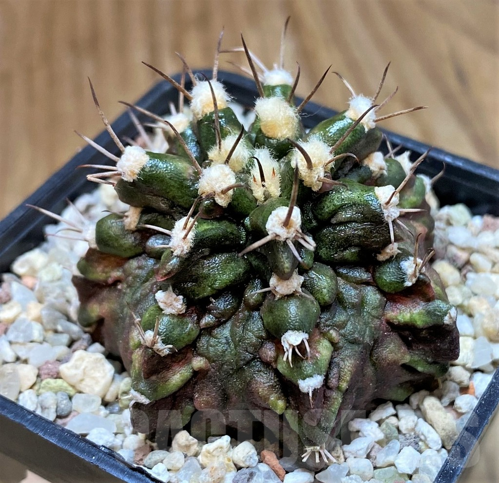 SH8845 Gymnocalycium mihanovichii T-Rex