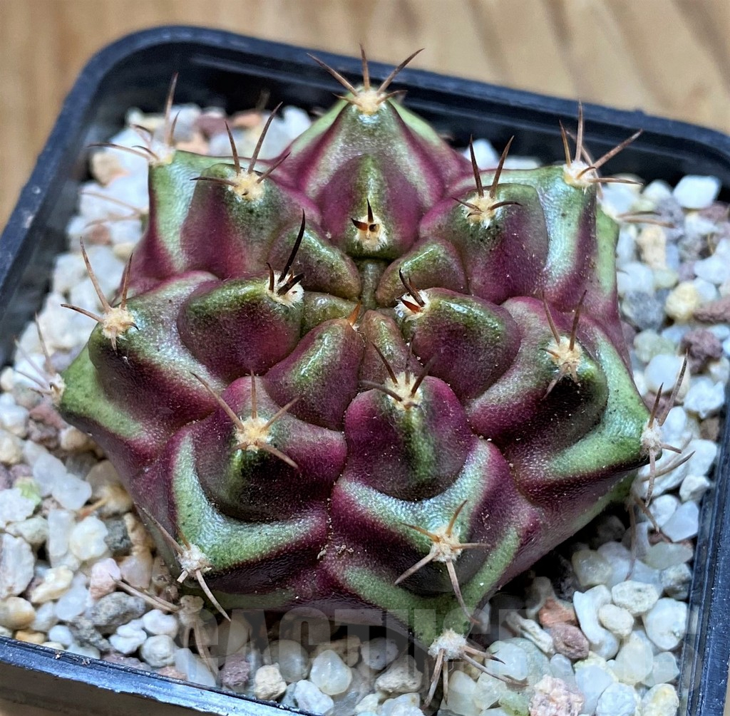 SH8846 Gymnocalycium mihanovichii 'Purple Nebula' - 画像 (2)