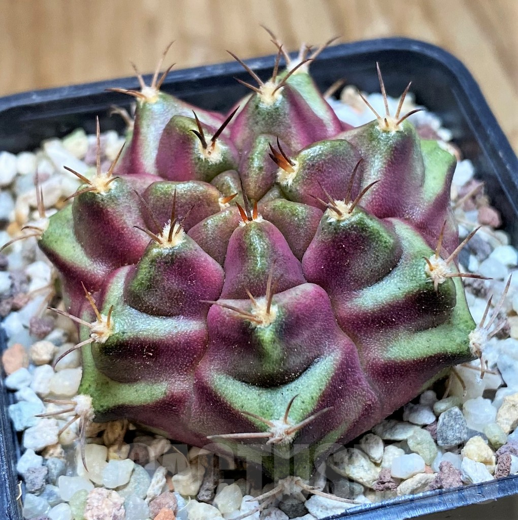 SH8846 Gymnocalycium mihanovichii 'Purple Nebula'