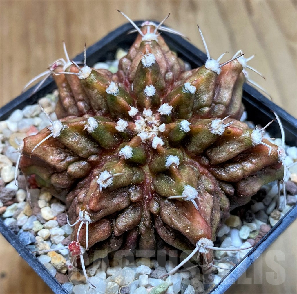 SH8847 Gymnocalycium mihanovichii T-Rex - Зображення 2