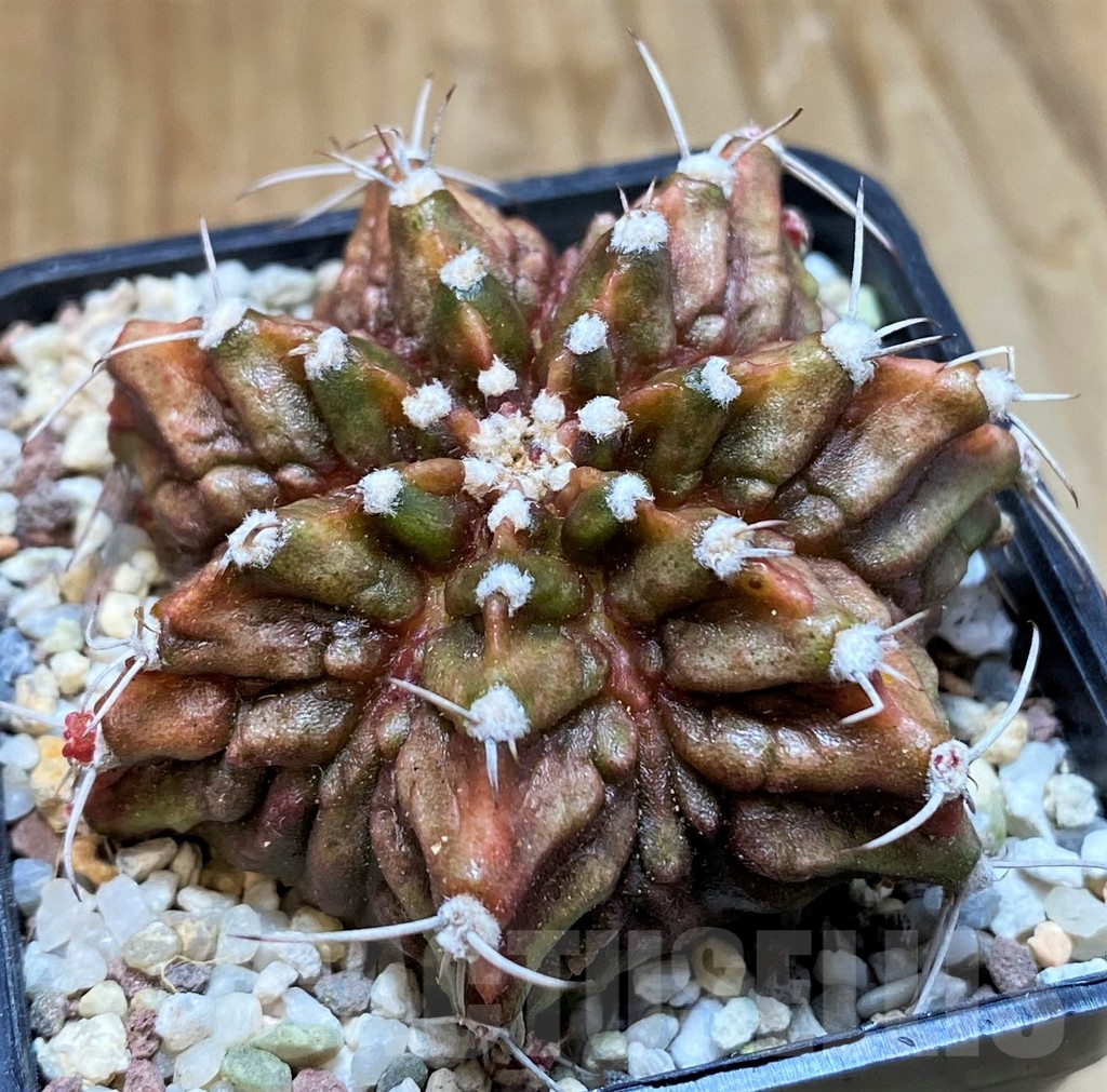 SH8847 Gymnocalycium mihanovichii T-Rex