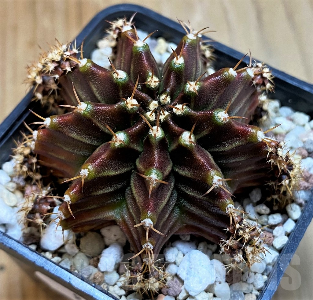 SH8848 Gymnocalycium mihanovichii 'Silamanee'