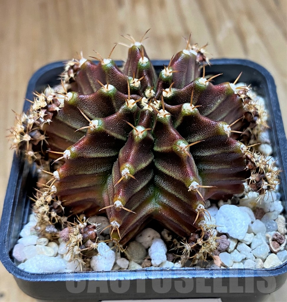 SH8848 Gymnocalycium mihanovichii 'Silamanee' - immagine 2