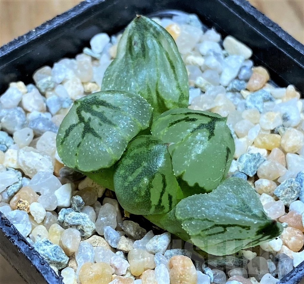 SH8983 Haworthia comptoniana mutant 'Corn Poppy' - Obrázek 2