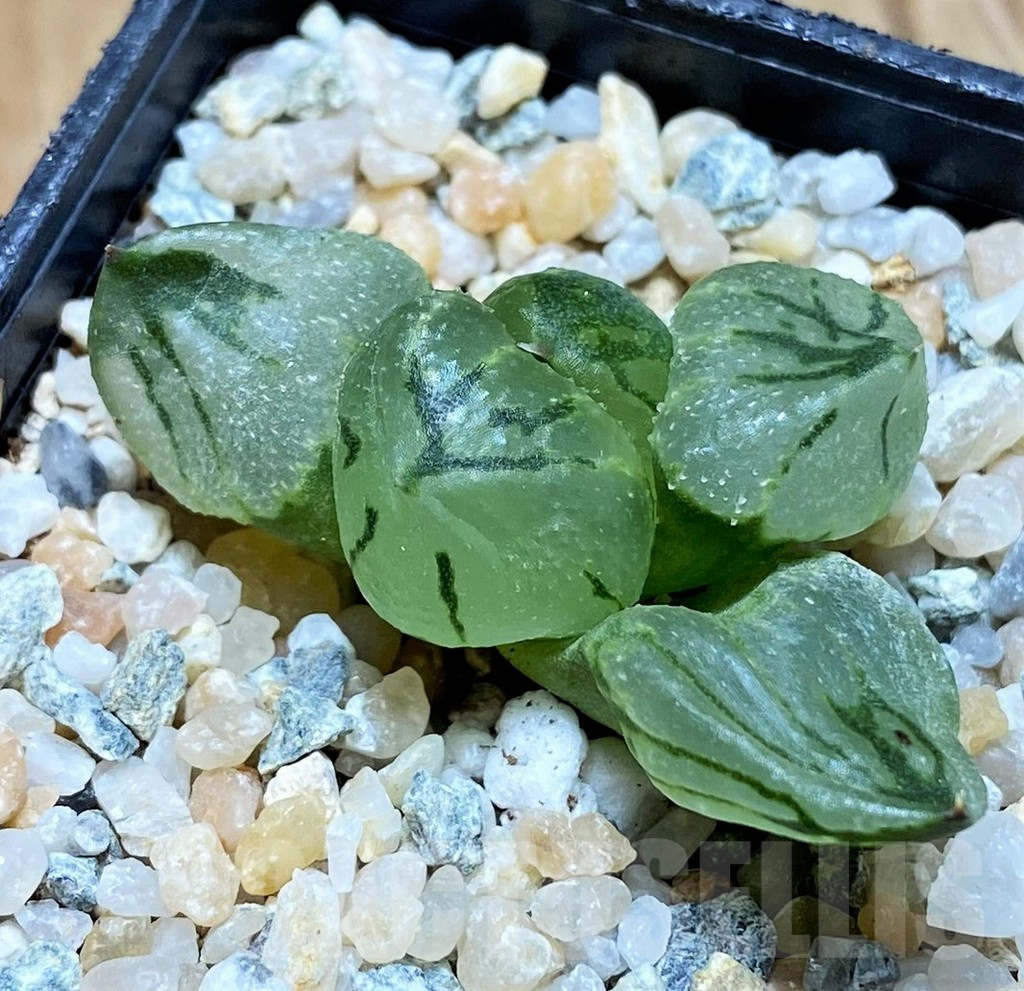 SH8983 Haworthia comptoniana mutant 'Corn Poppy'