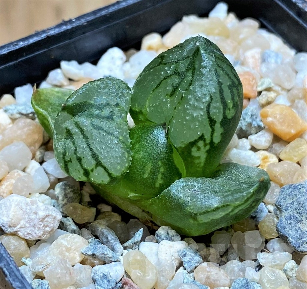 SH8984 Haworthia comptoniana mutant 'Corn Poppy' - Image 2