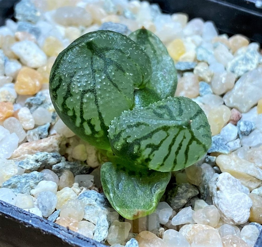SH8984 Haworthia comptoniana mutant 'Corn Poppy'