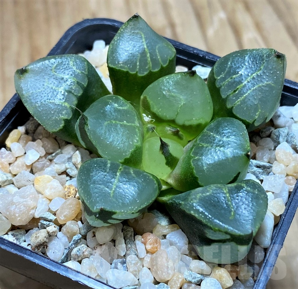 SH8985 Haworthia 'Urahannya' hybrid - Image 2