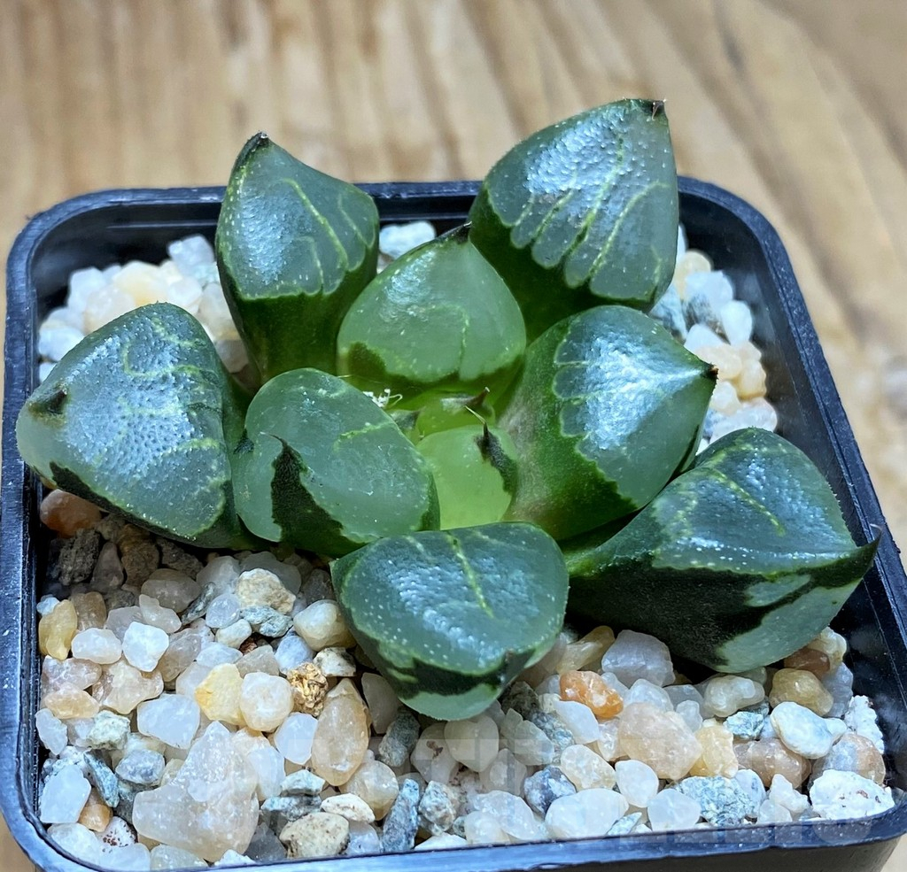 SH8985 Haworthia 'Urahannya' hybrid