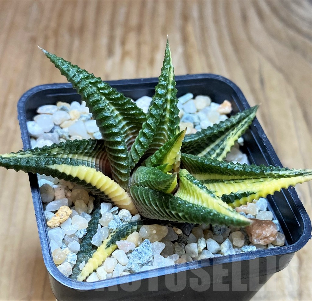 SH8987 Haworthia limifolia f. variegata - Obrázek 2