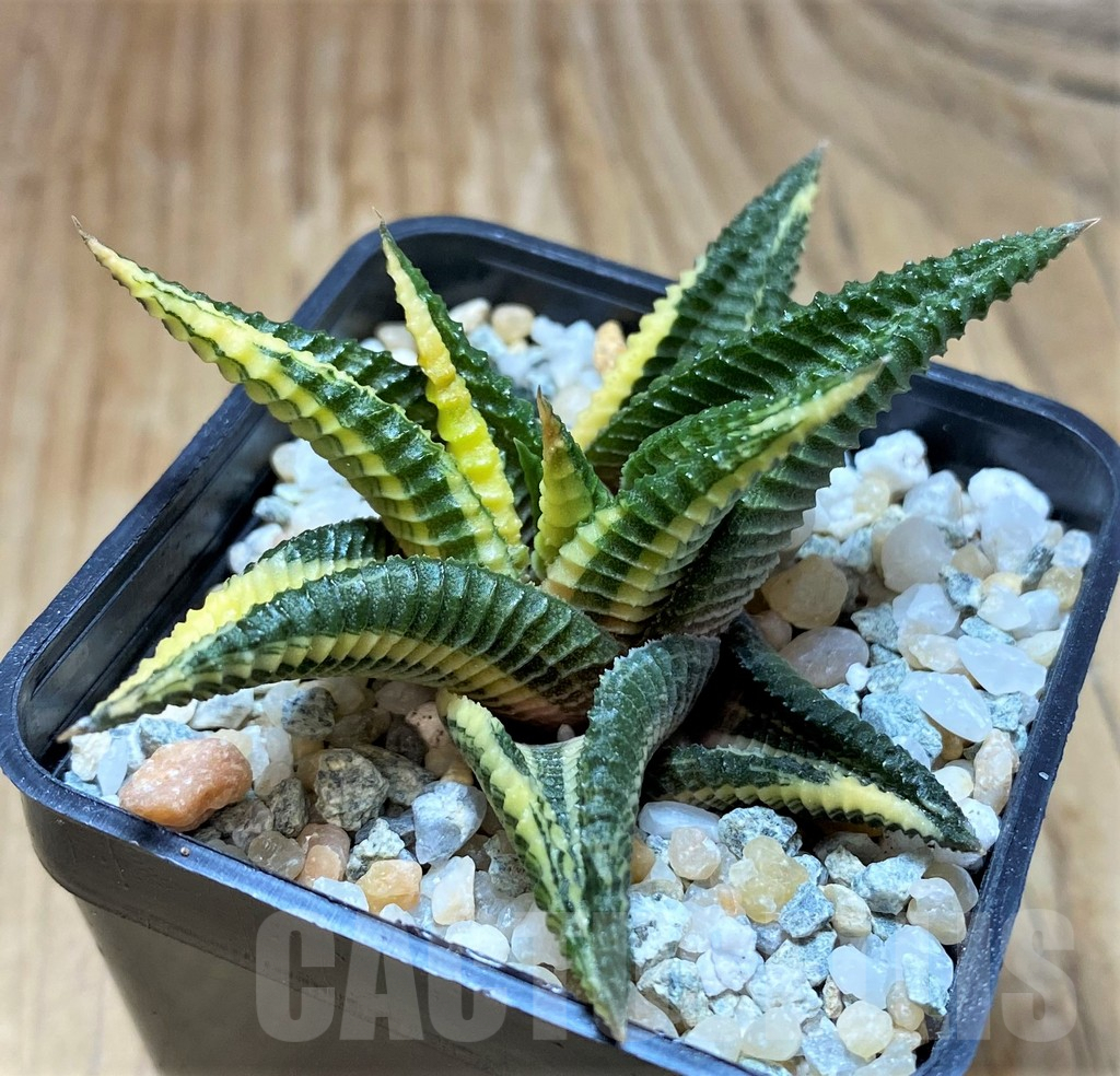 SH8987 Haworthia limifolia f. variegata