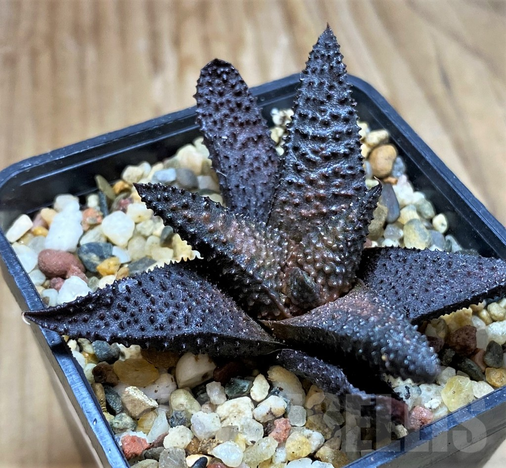 SH8989 Haworthia koelmaniorum x scabra - Image 2