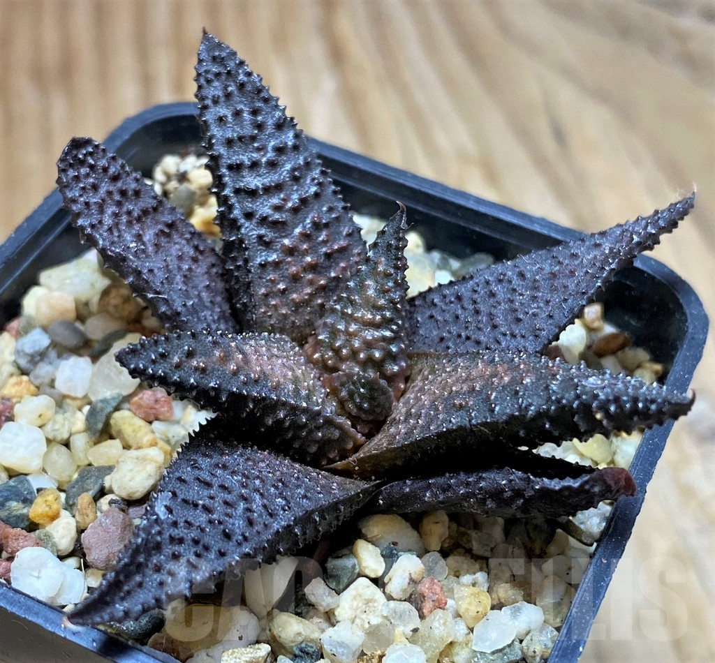 SH8989 Haworthia koelmaniorum x scabra