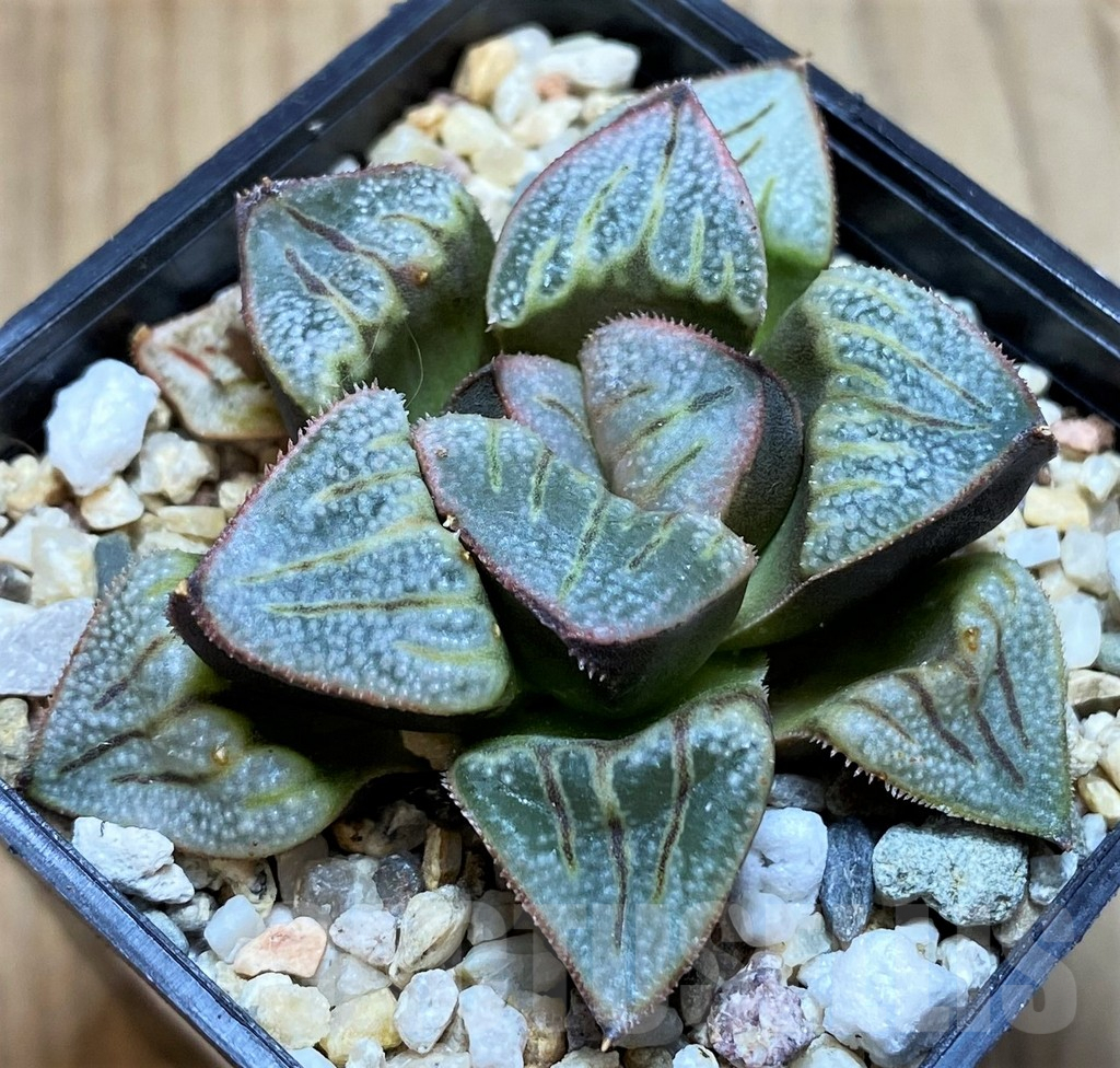 SH8990 Haworthia ‘Aries’