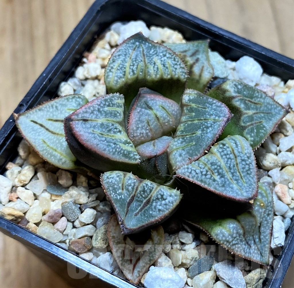 SH8990 Haworthia ‘Aries’ - Image 2