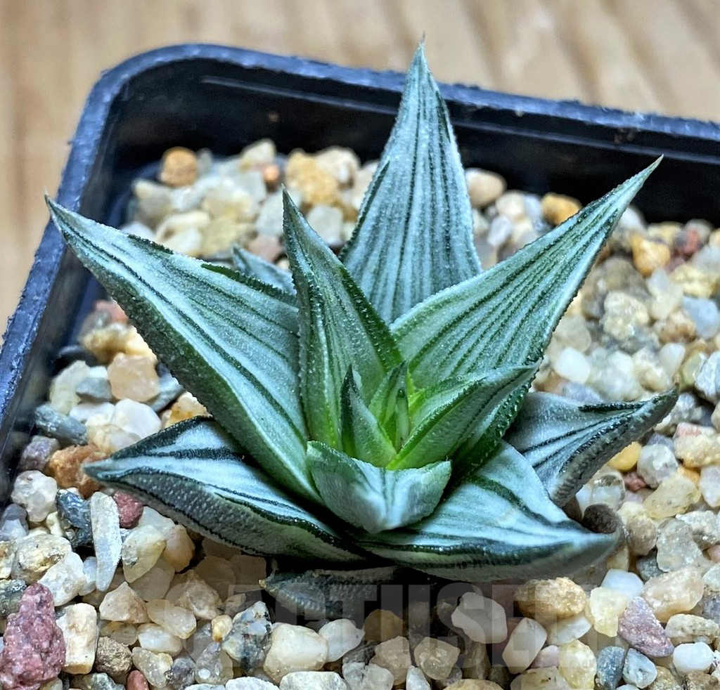 SH8991 Haworthia 'Ivory Tower' f. variegata