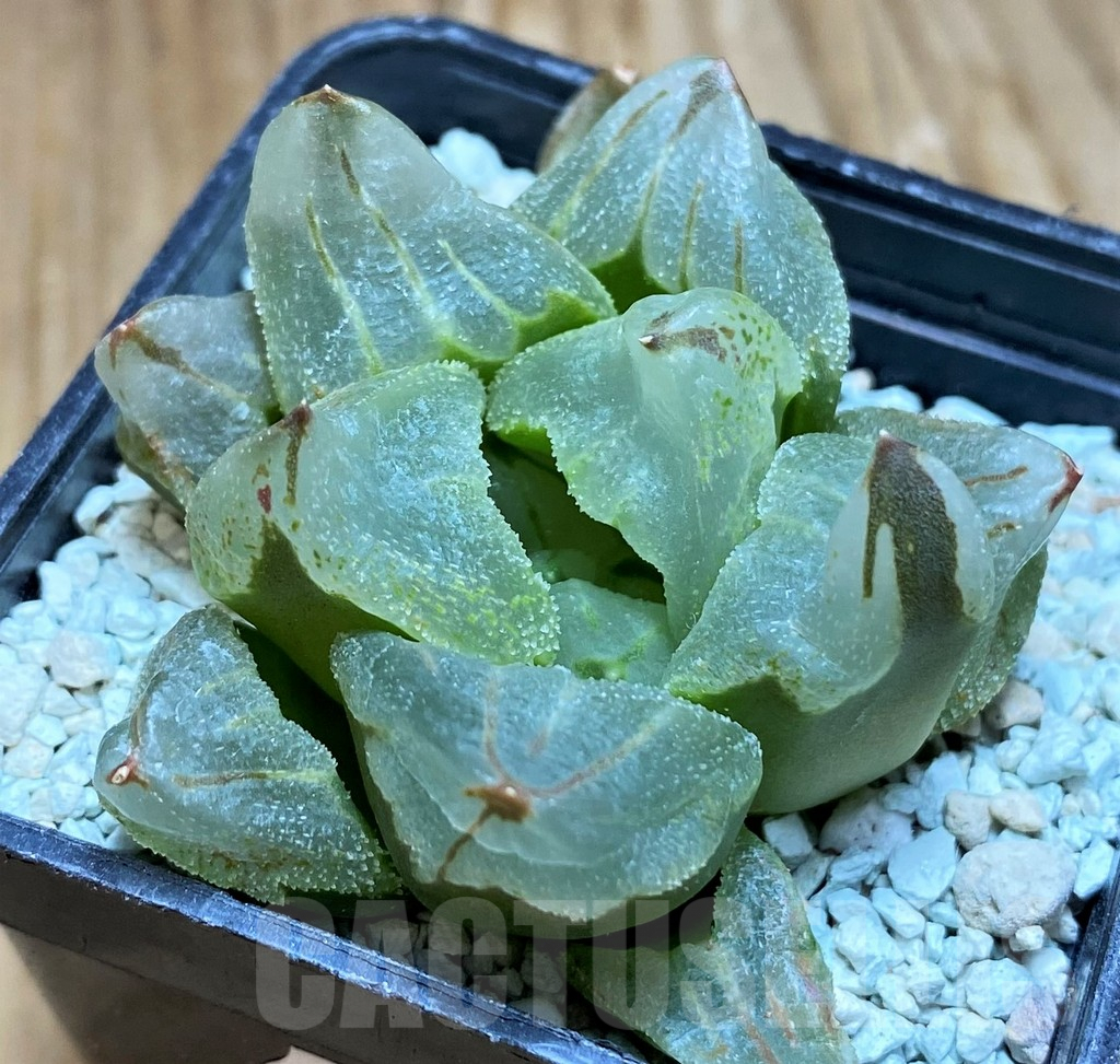 SH8993 Haworthia pygmaea ‘Ice City’ - 画像 (2)