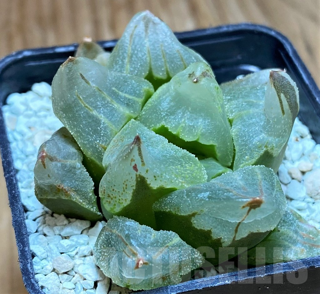 SH8993 Haworthia pygmaea ‘Ice City’