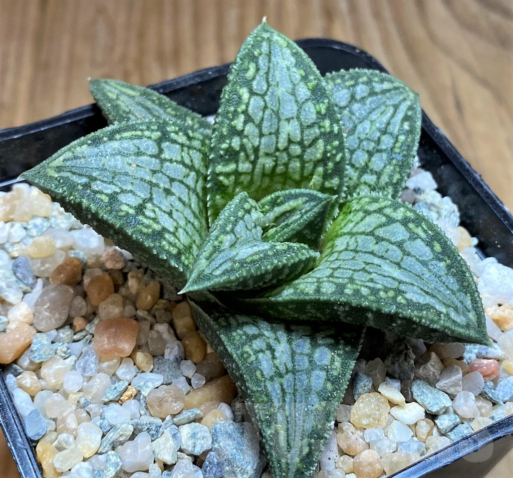 SH8995 Haworthia koelmaniorum T5 - 画像 (2)