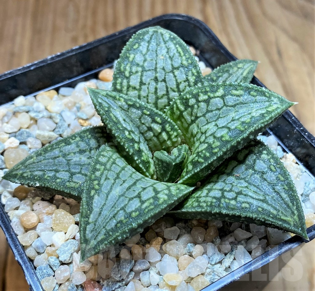 SH8995 Haworthia koelmaniorum T5