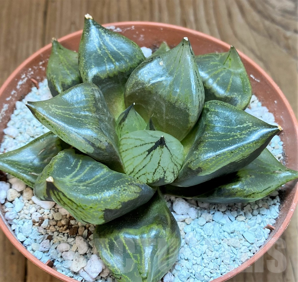 SH8997 Haworthia 'Urahannya' - immagine 2