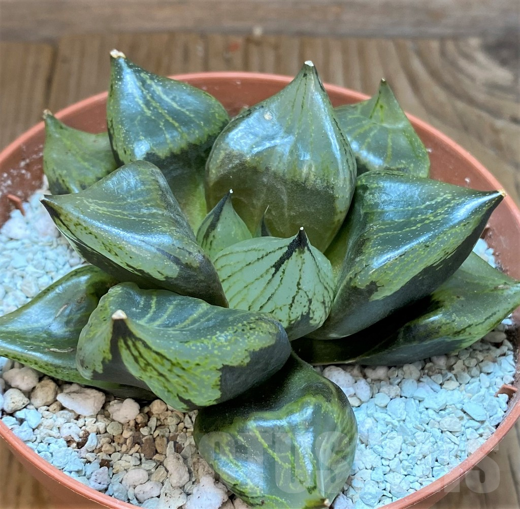 SH8997 Haworthia 'Urahannya'
