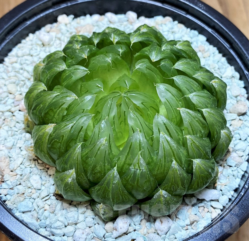 SH8998 Haworthia cooperi ‘Led mutant’ - 画像 (2)