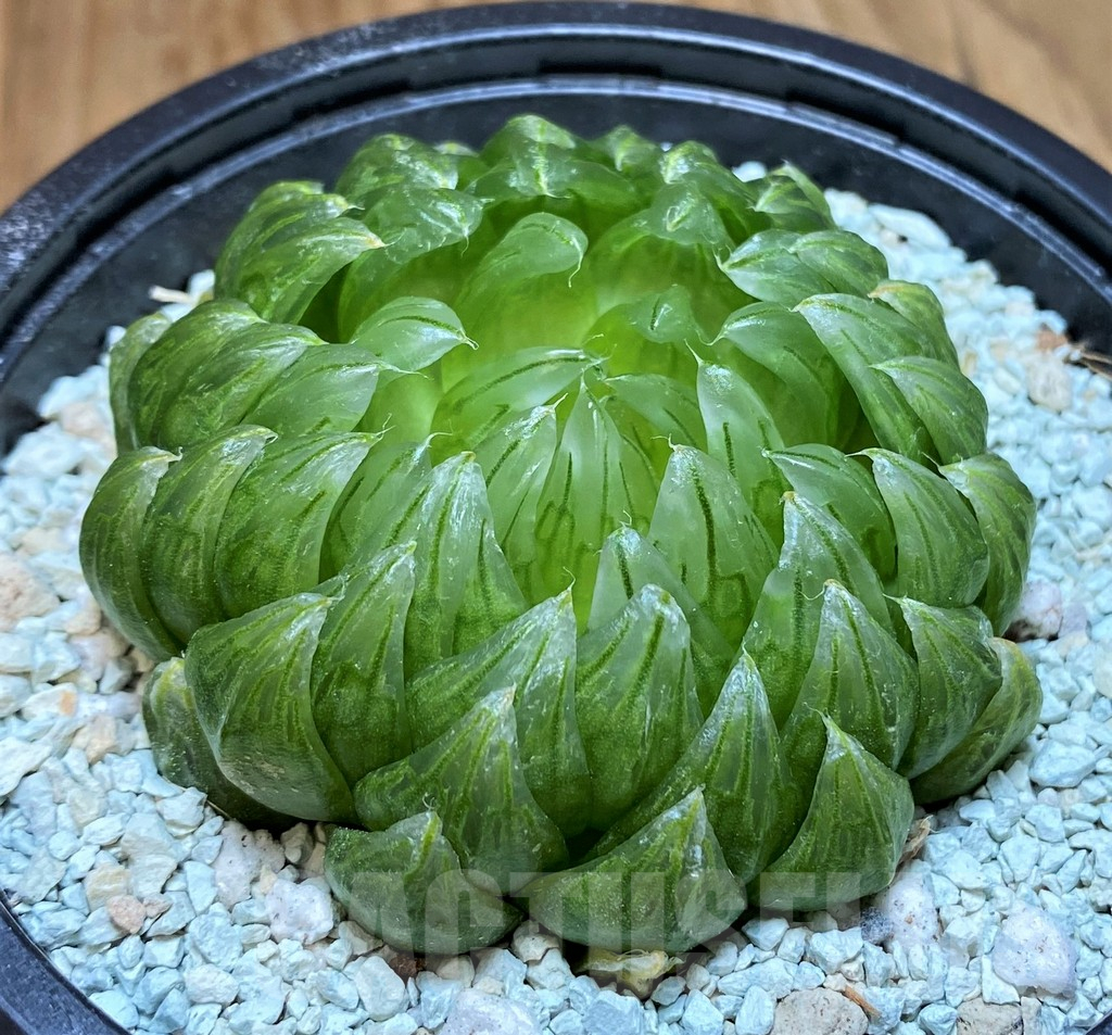 SH8998 Haworthia cooperi ‘Led mutant’
