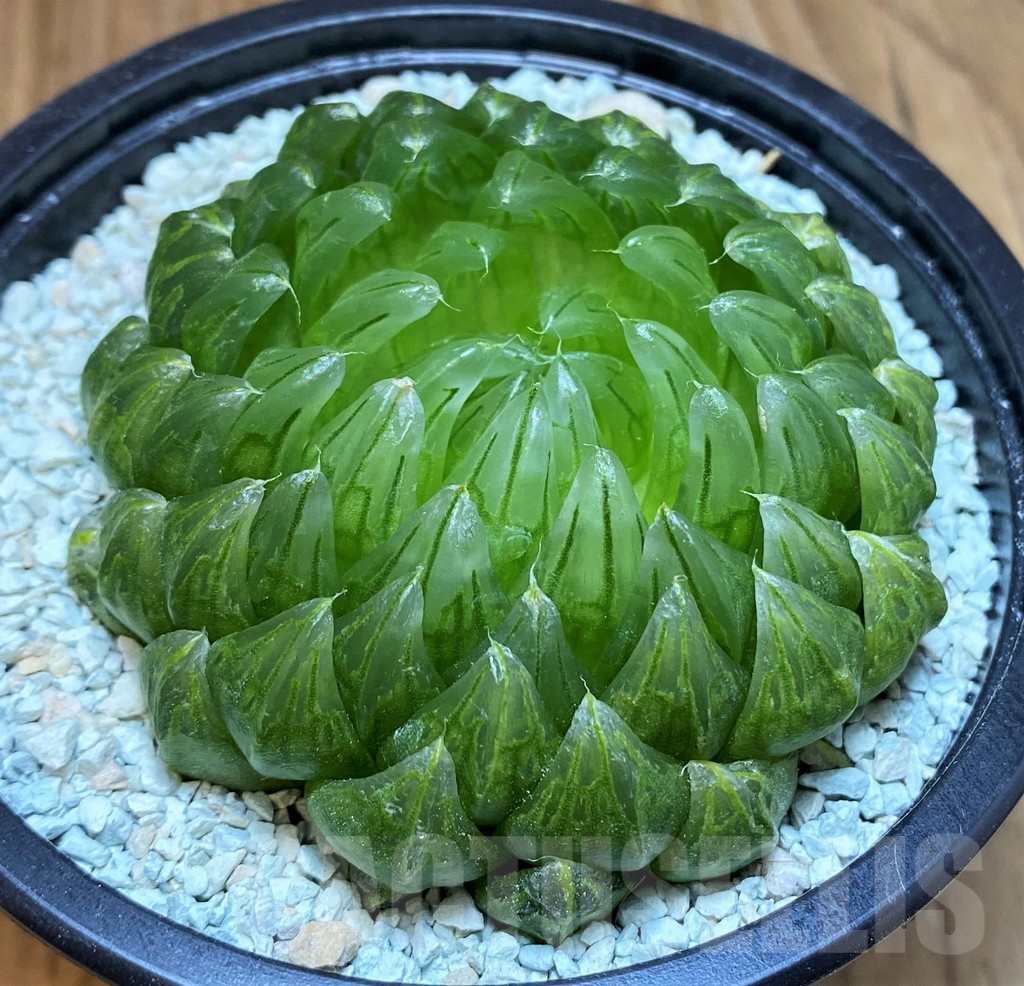 SH8999 Haworthia cooperi ‘Led mutant’ - Obrázek 2