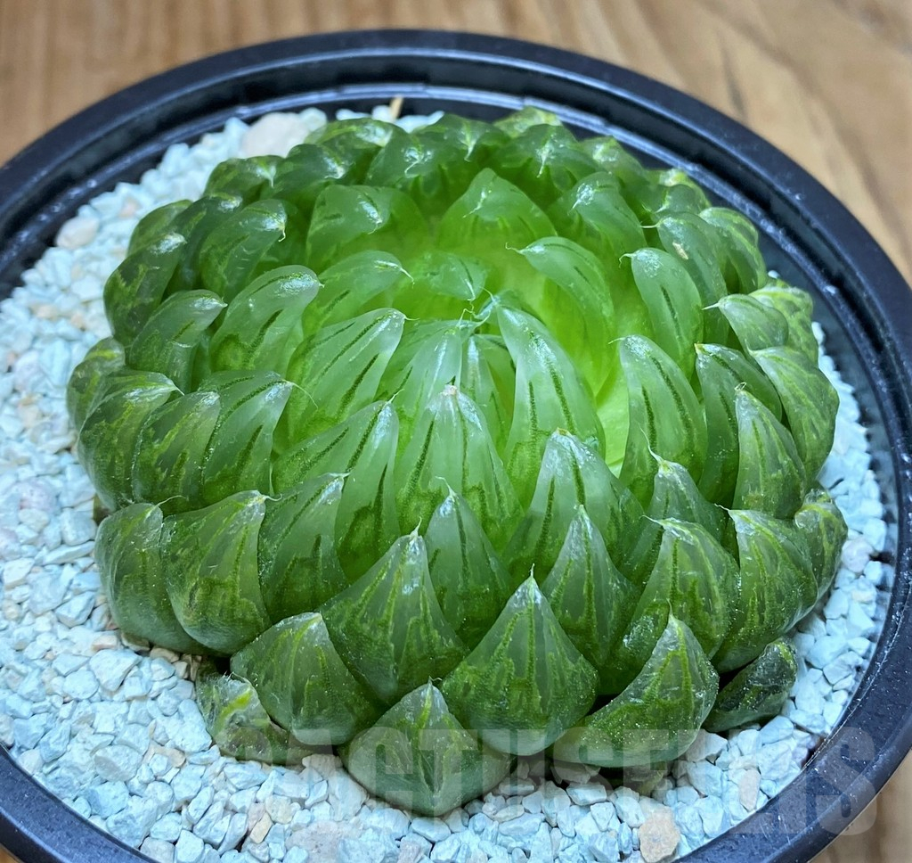 SH8999 Haworthia cooperi ‘Led mutant’
