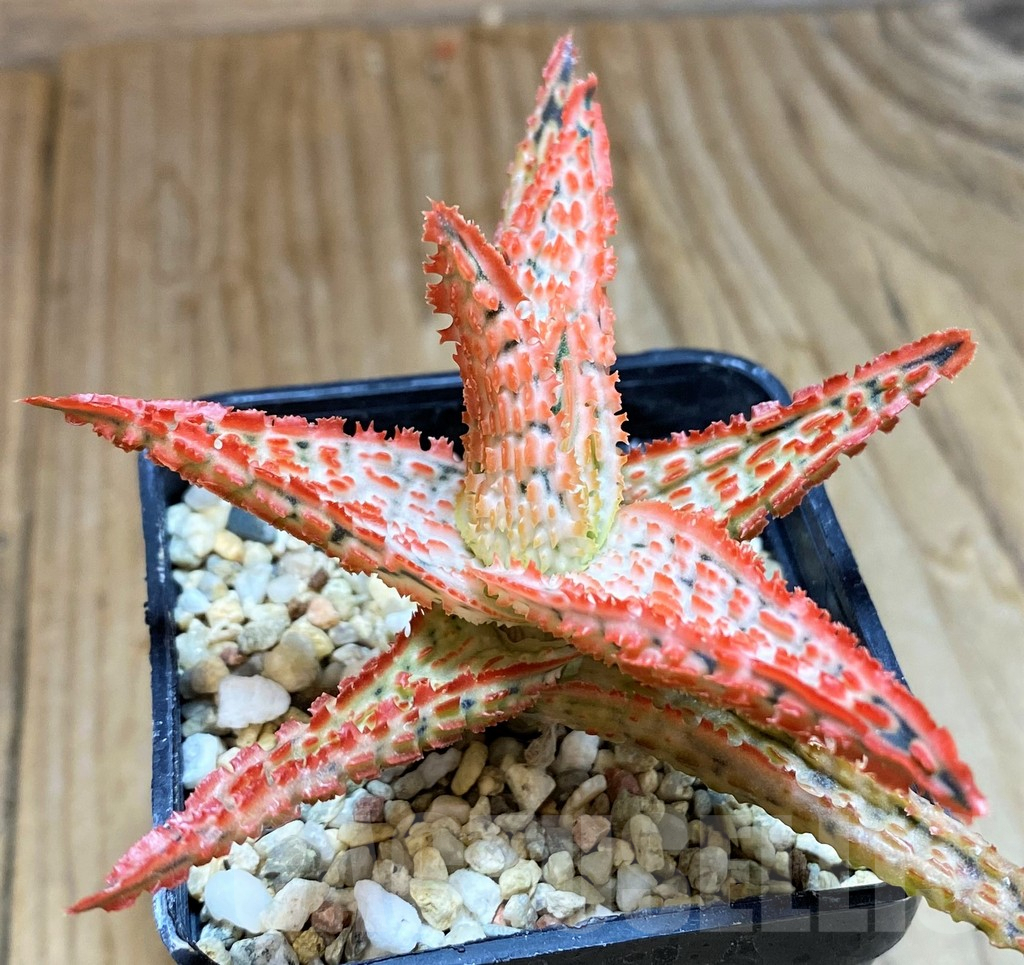 SH9001 Aloe TCT hybrid