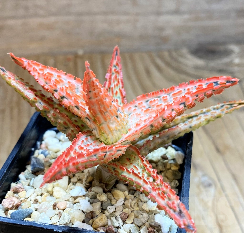 SH9001 Aloe TCT hybrid - immagine 2